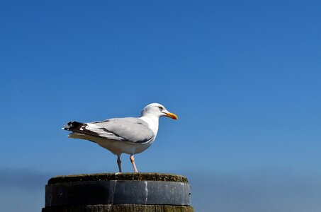 Animal bird plumage photo