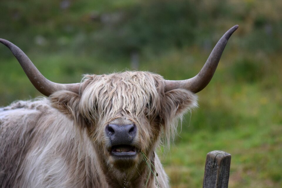 Horns livestock highland