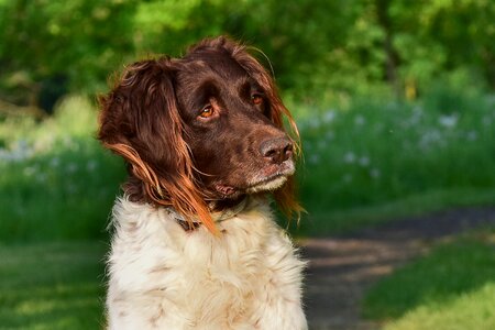 Animal head brown