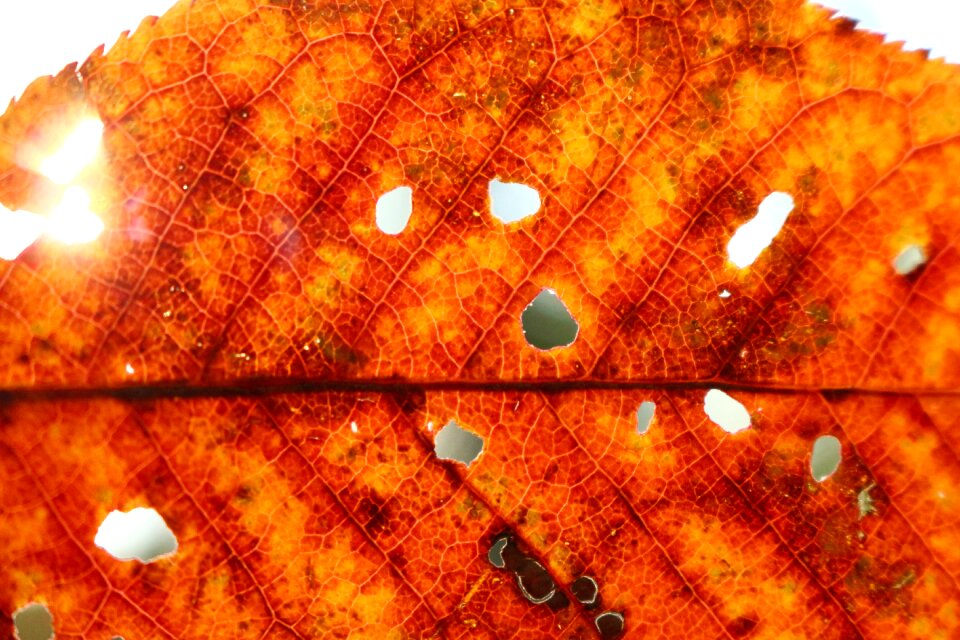 Leaf bright color