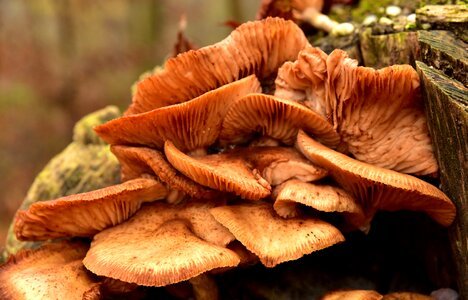 Disc fungus brown autumn photo