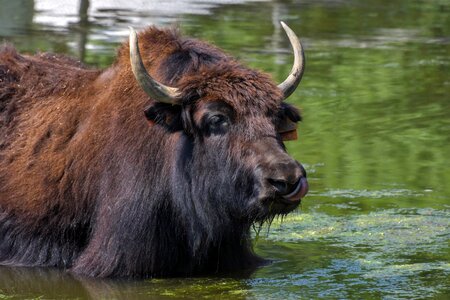 Cow water animal