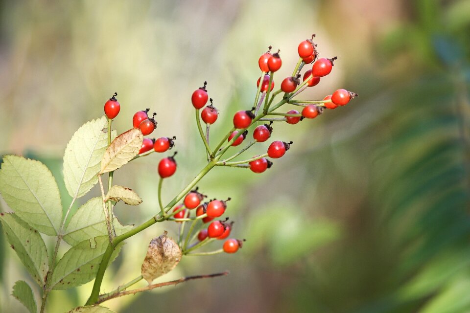 Red nature autumn