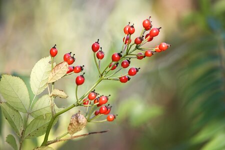 Red nature autumn photo