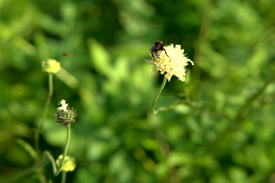 Blossom bloom flower