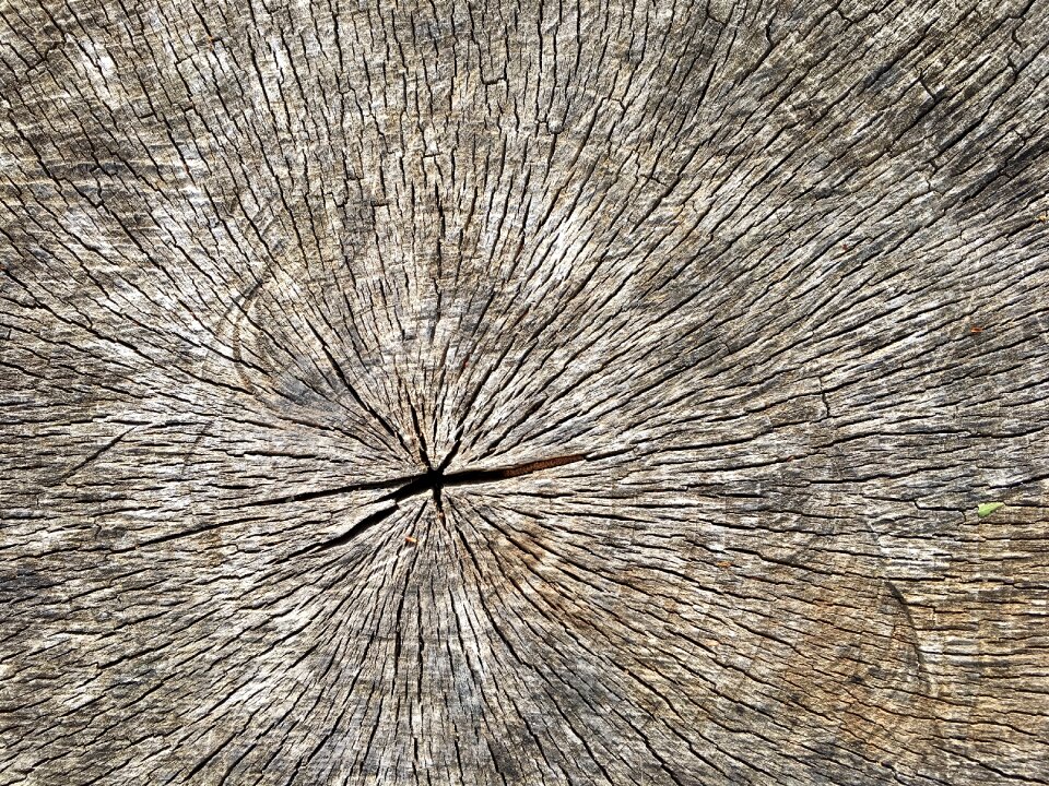 Log old annual rings
