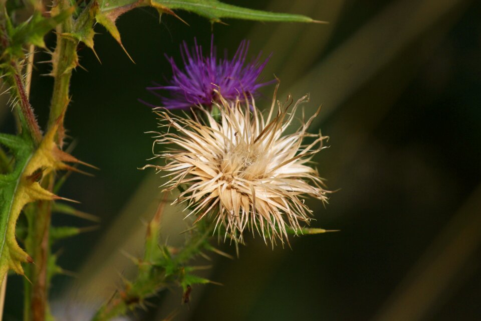 Nature close up plant