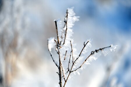 Snow frozen frost photo
