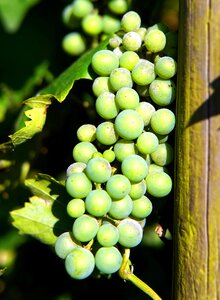 Grapevine winegrowing nature