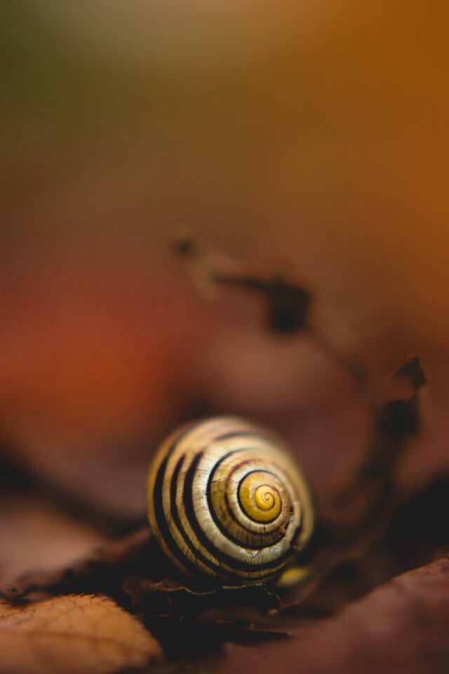 Evertebrat shellfish close up