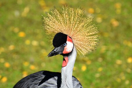 Feather colorful poultry photo