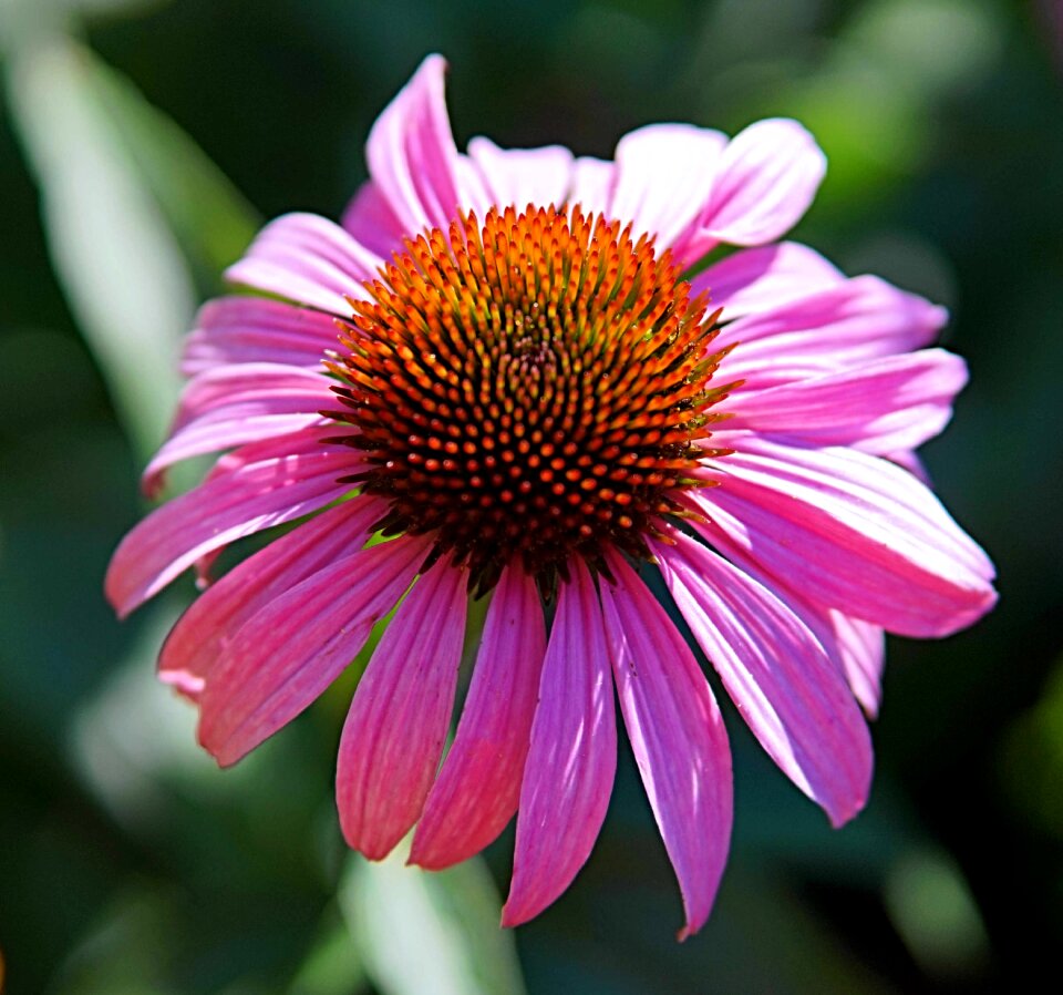Bloom plant flora