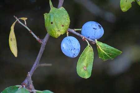 Schlehendorn heckendorn steinobstgewaechs