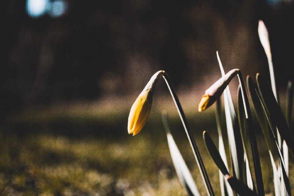 Flower leaf season