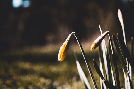 Flower leaf season