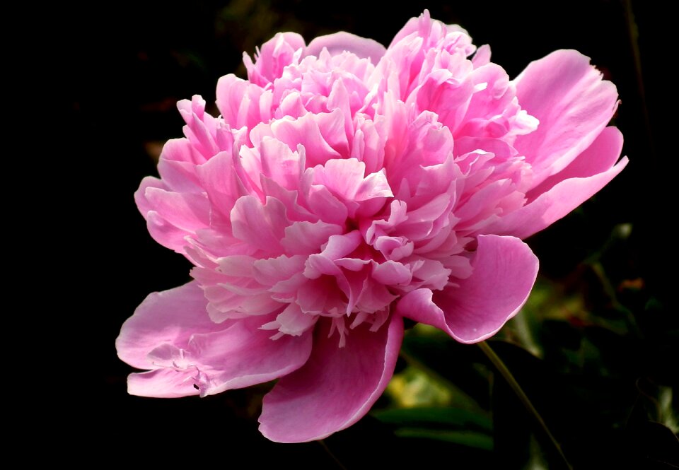 Spring garden macro