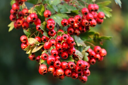 Berries fruits bush