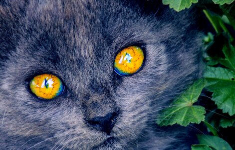Eyes animals head