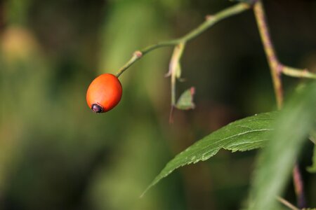 Summer meadow leaf