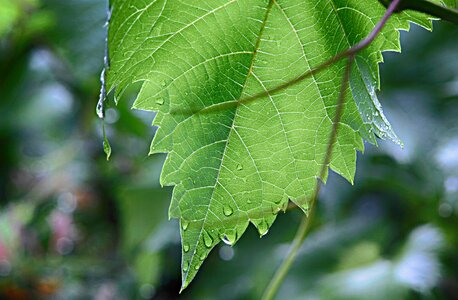 Plant rain raindrop