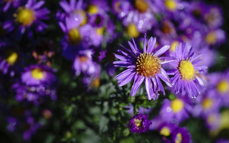 Perennials purple blue