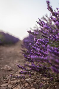 Guadalajara violet flower photo