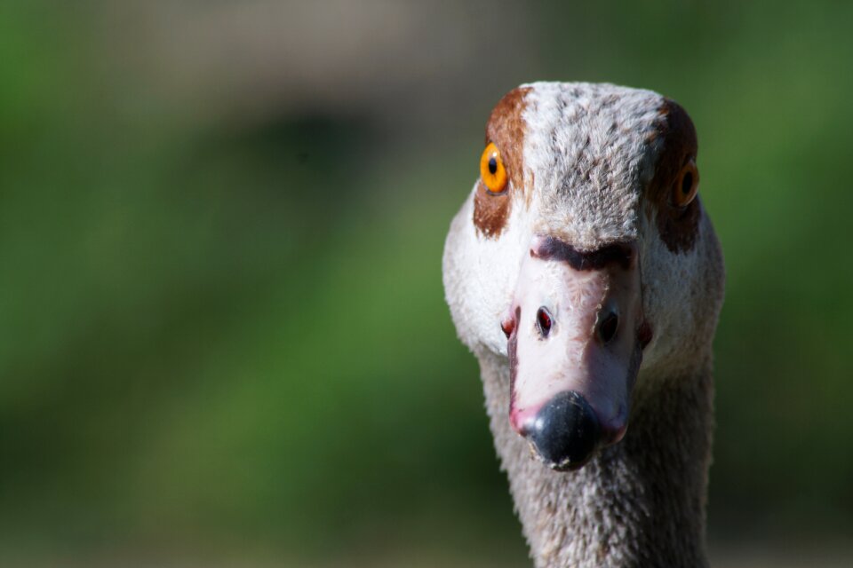 Animal world water bird bill