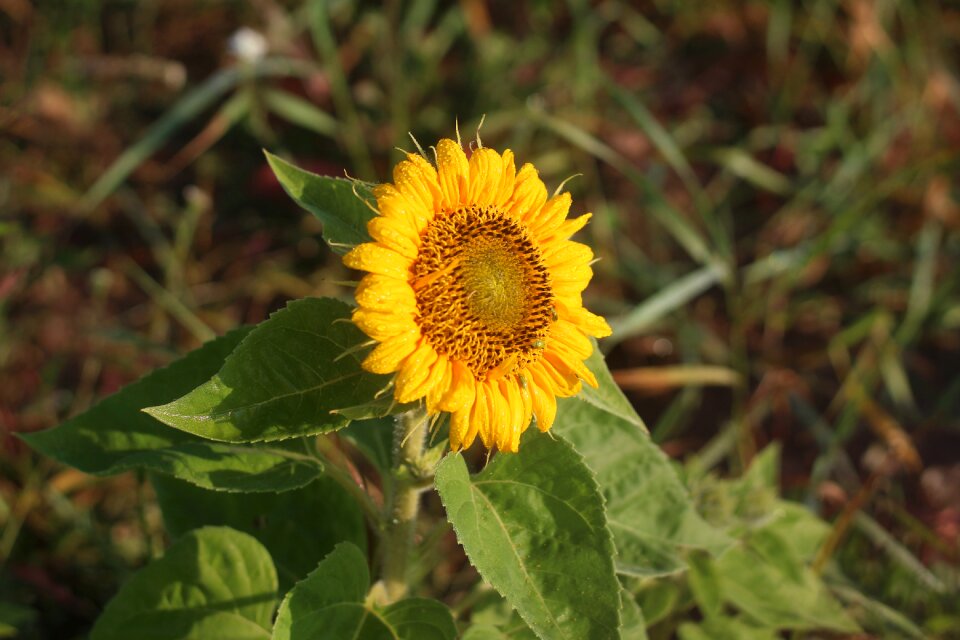 Flower floral botanical