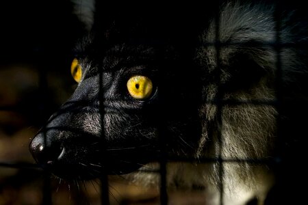 Animal world zoo animal portrait