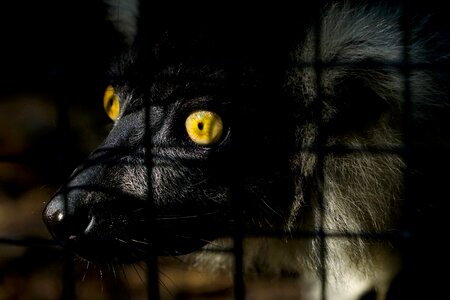 Animal world zoo animal portrait photo