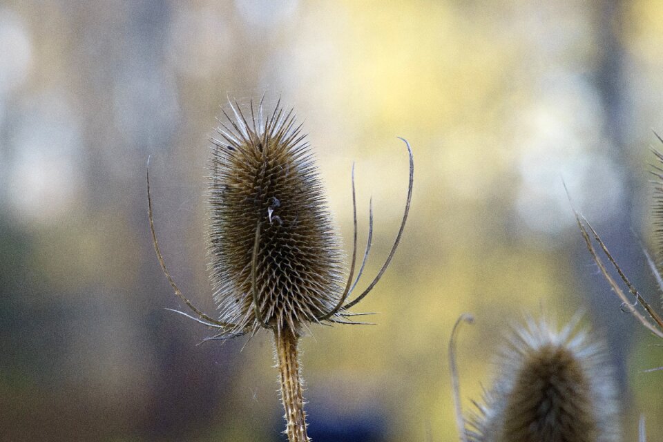 Echinops bannaticus överblommad blue