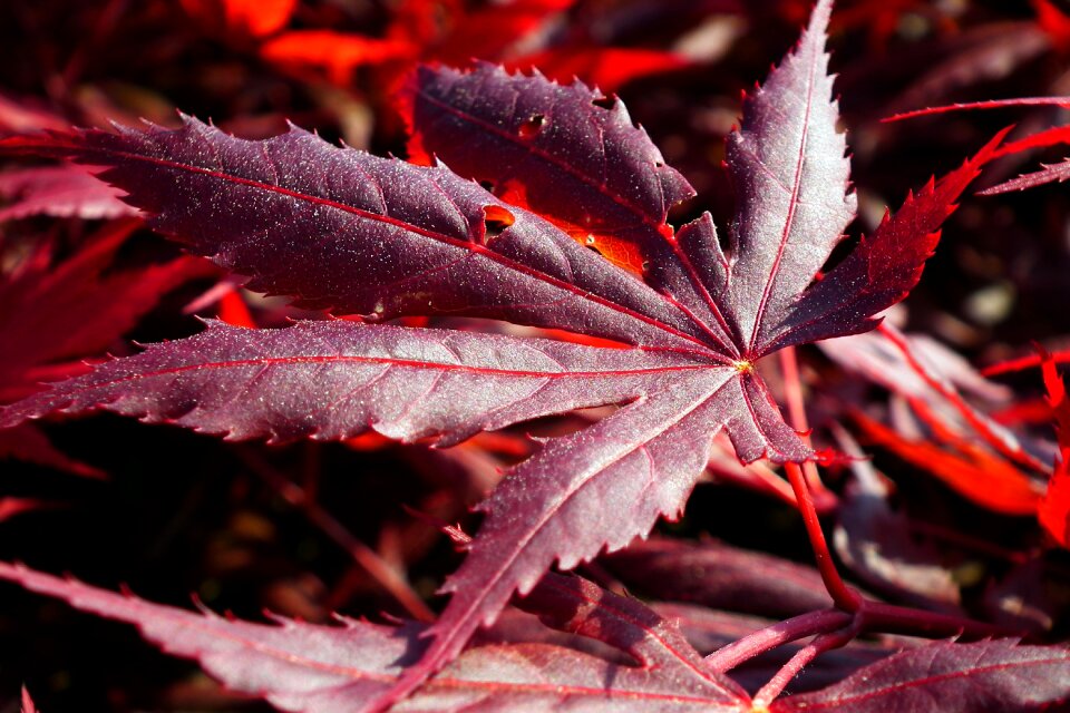 Japanese maple nature at the court of