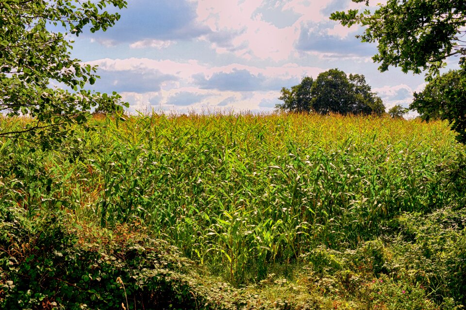 Nature harvest summer