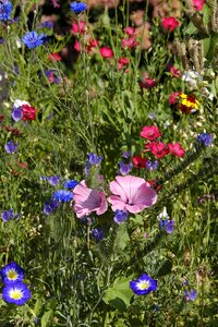 Bees mallow hopper flowers