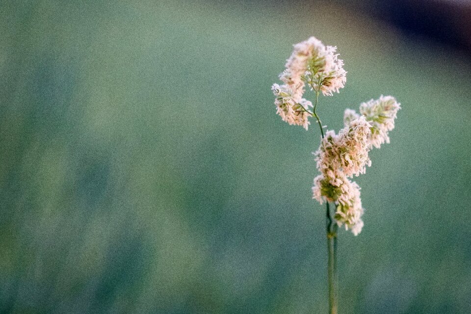 Spring green grass ear