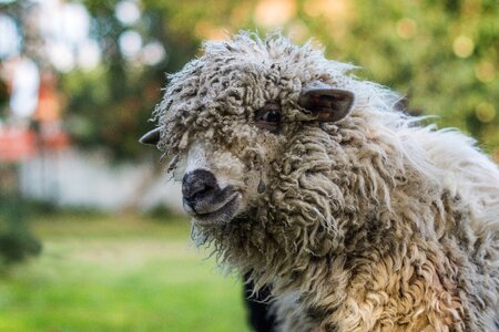 Lamb nature mammal