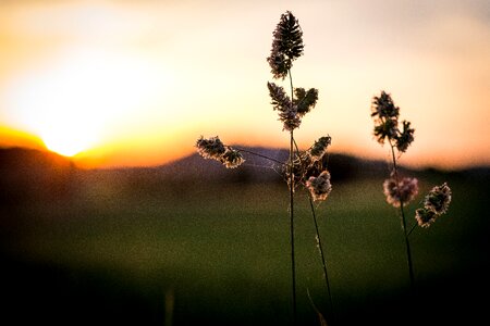 Spring green grass ear photo