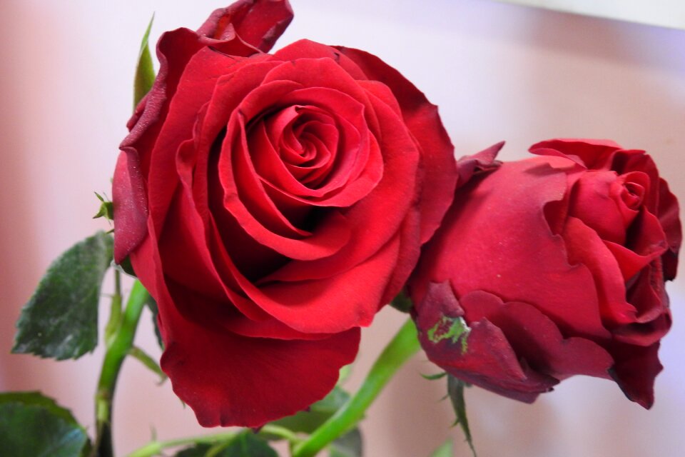 Love floral flowers in a vase photo