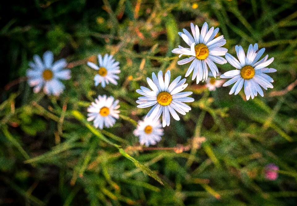 Meadow geese flower flower