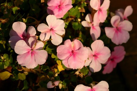 Bloom flowers deco