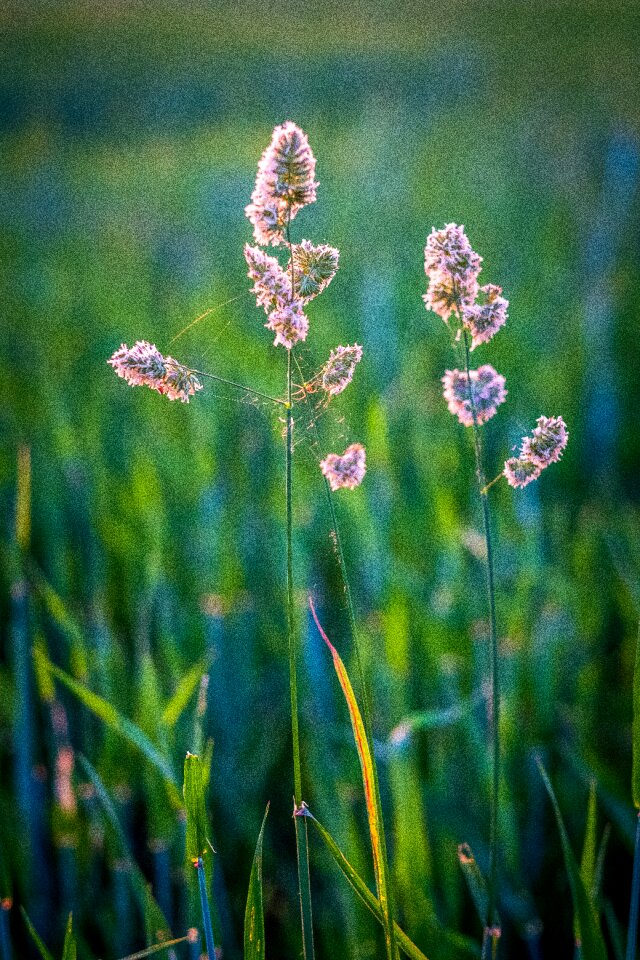 Spring green grass ear