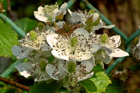Garden spring macro