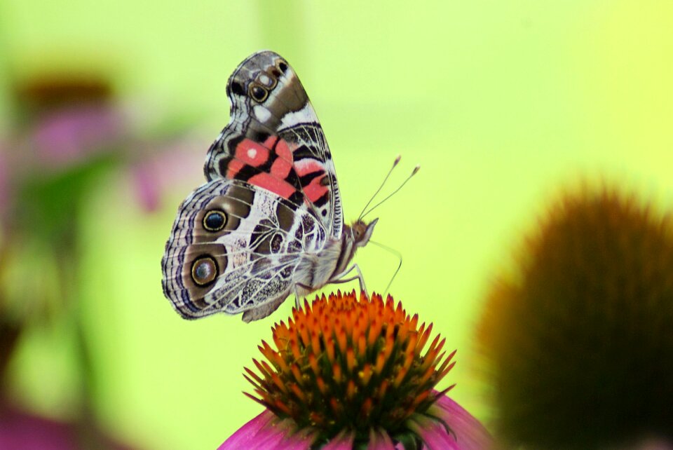 Summer spring blossom photo