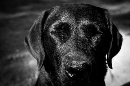 Dog portrait head