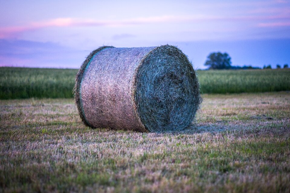 Meadow arable field