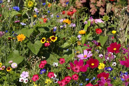 Bees mallow hopper flowers