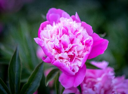 Pink spring macro photo