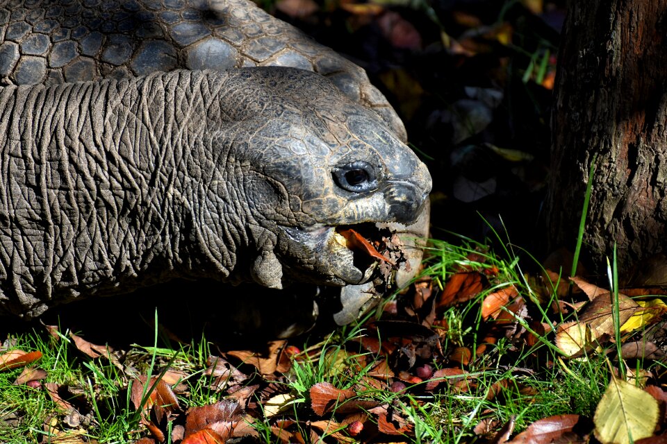 Panzer zoo turtle