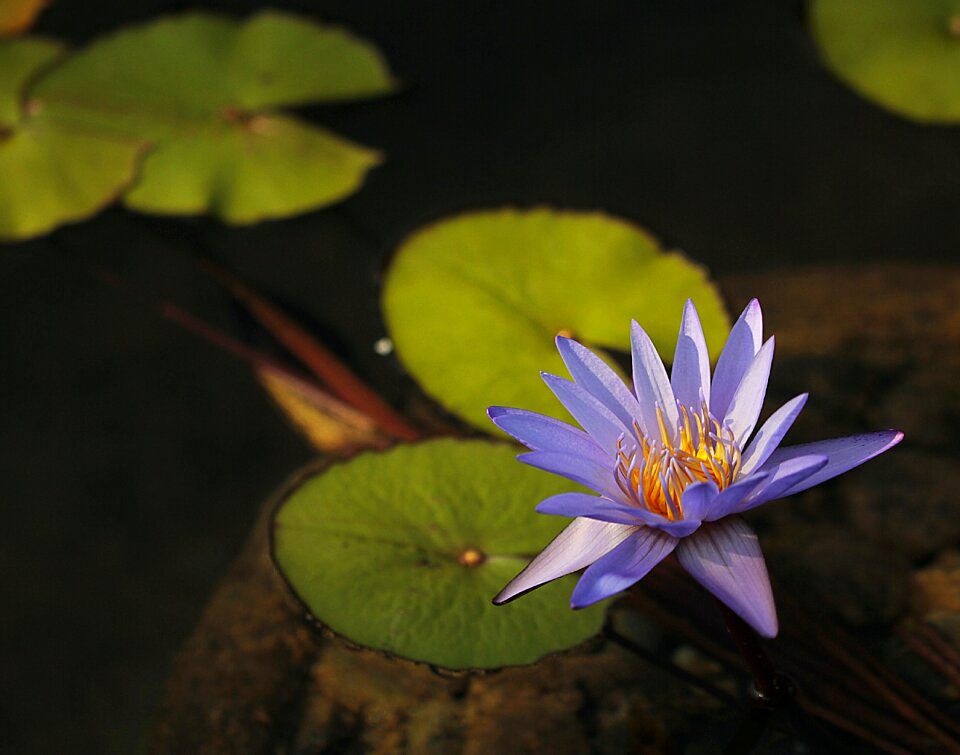 Lotus purple nature