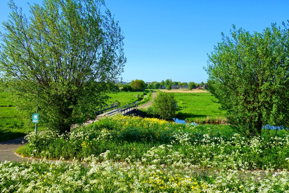 Polder meadow green fields
